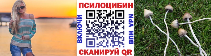 mega как войти купить Томмот Псилоцибиновые грибы Psilocybe